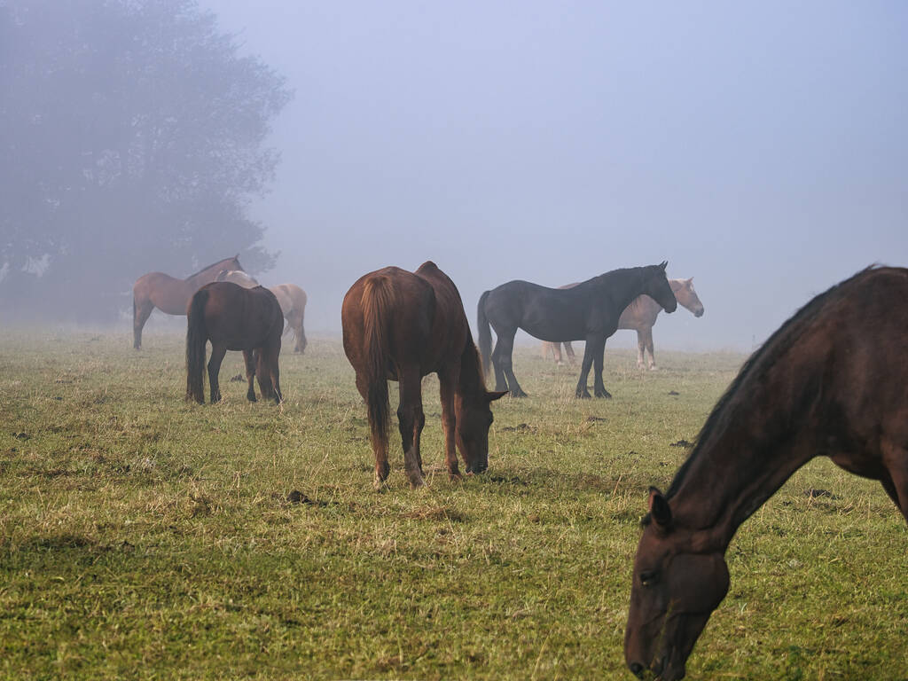 Nebel, Regen und Tau, Pferde auf der Weide - Foto, Bild