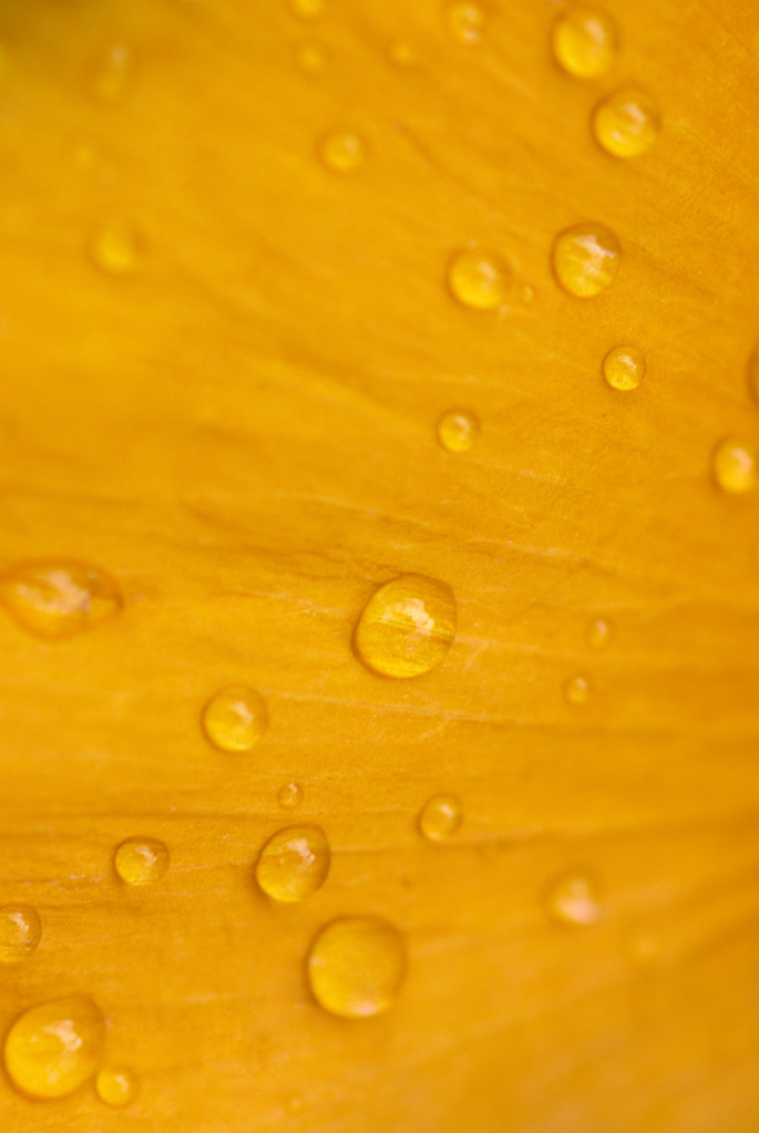 Gele petal met dauw - Foto, afbeelding