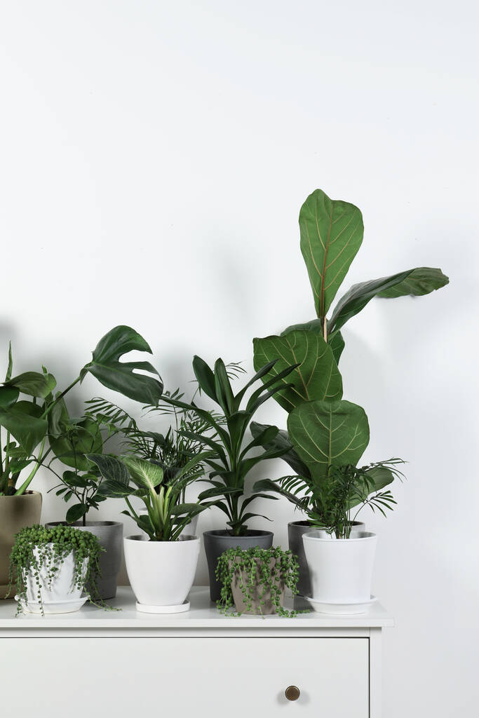 Monet kauniit vihreät ruukkukasvit valkoisessa lipastossa sisätiloissa - Valokuva, kuva