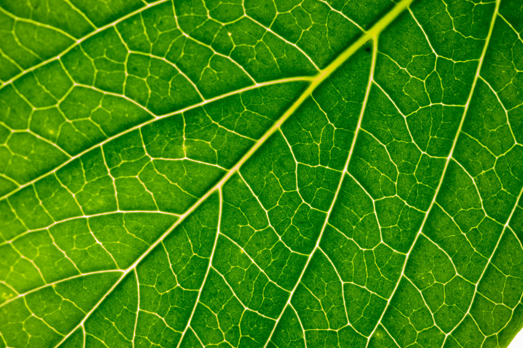 Macro on a leaf - Photo, Image