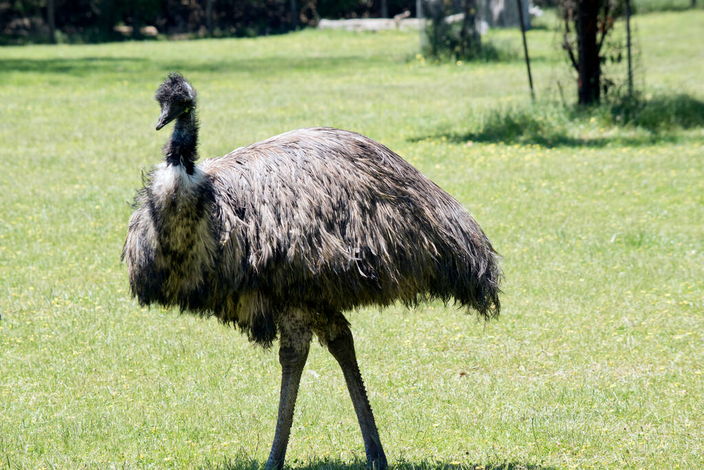 Η αυστραλιανή emu καλύπτεται με πρωτόγονα φτερά που είναι σκούρο καφέ έως γκρι-καφέ με μαύρες άκρες. Ο λαιμός του Εμού είναι γαλαζωπός μαύρος και κυρίως χωρίς φτερά.. - Φωτογραφία, εικόνα