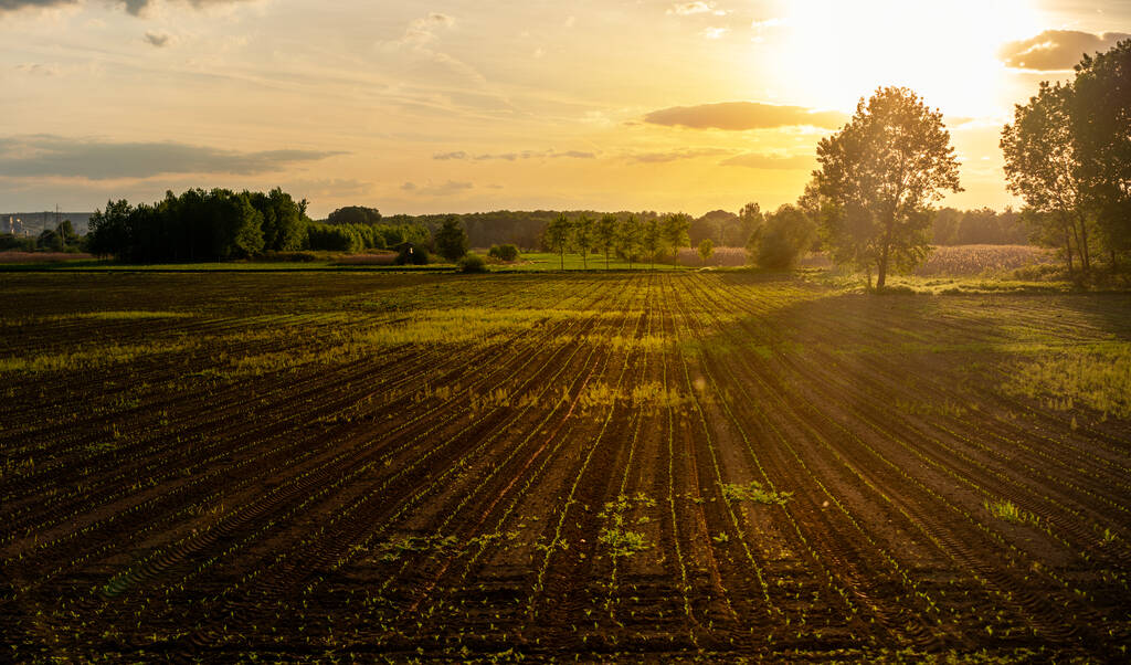 Hermoso paisaje rural de verano. Campo con brotes de plantas en una fila. Contexto agrícola - Foto, imagen
