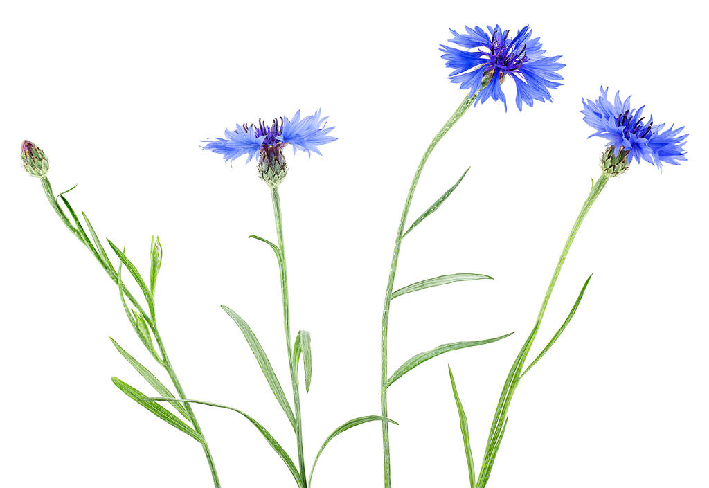 Gruppe blauer Kornblumen isoliert auf weißem Hintergrund - Foto, Bild