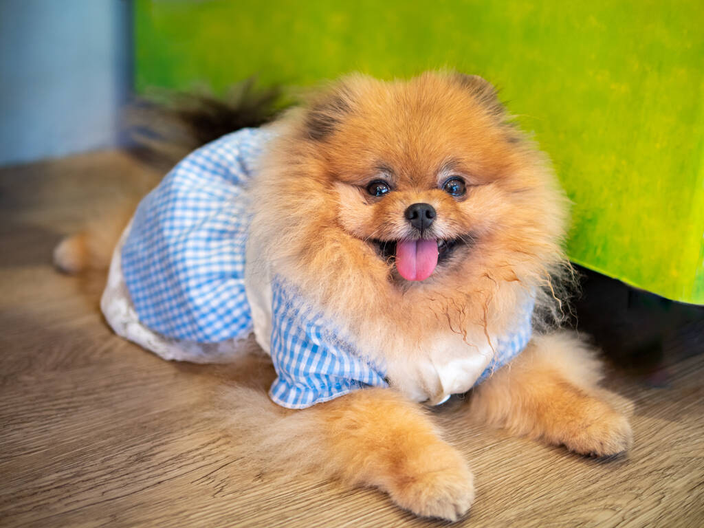 un perro pomeraniano tendido en el suelo con vestido para perro - Foto, Imagen
