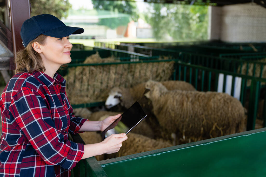 Bäuerin mit Tablette im Schafstall. Herdenmanagement - Foto, Bild