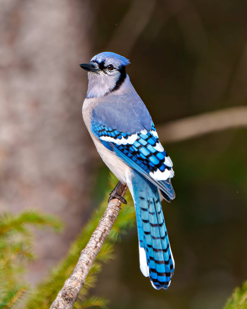 Blue Jay Nahaufnahme Rückansicht thront auf einem Ast mit einem weichen Hintergrund in der Waldumgebung und Lebensraum umgebenden zeigt blauen Federgefieder Flügel. Jay-Z Bild. Porträt. - Foto, Bild