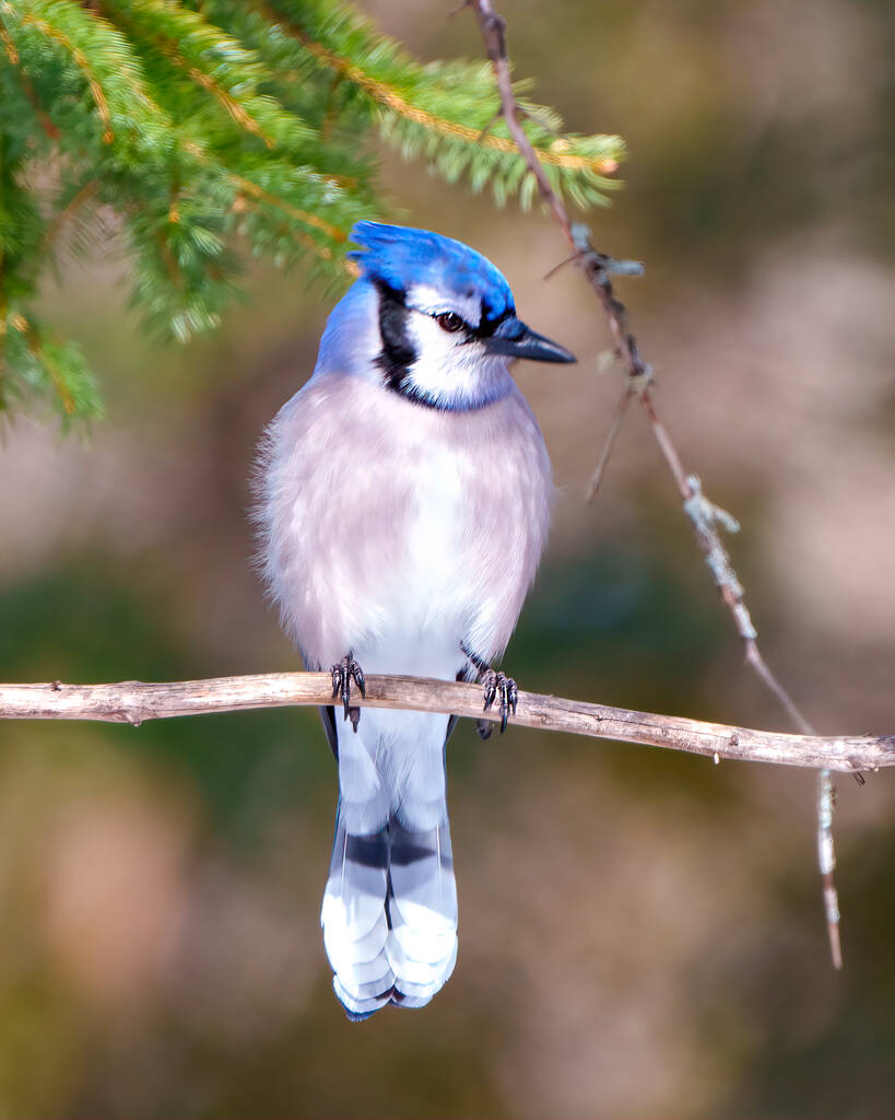 Blue Jay uccello primo piano profilo vista frontale appollaiato su un ramo che mostra piumaggio piuma di colore blu con sfondo foresta sfocata nel suo ambiente e habitat circostante. Ritratto di Jay. - Foto, immagini