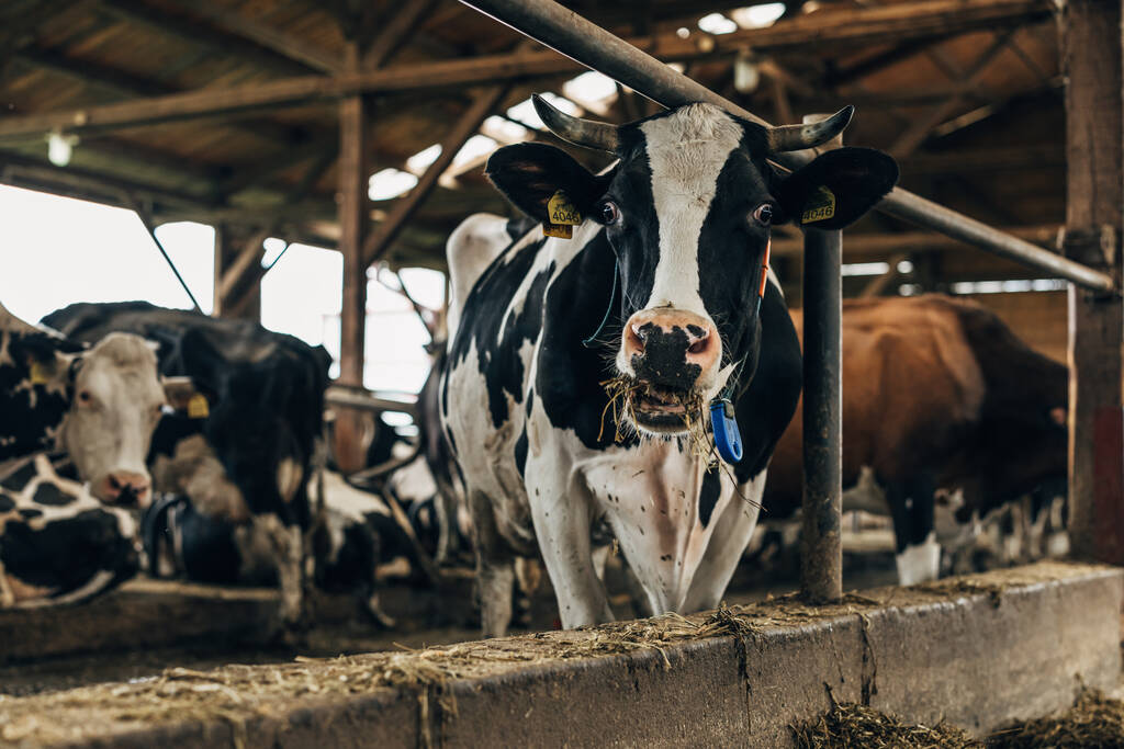 Krowy żyjące w stodole w hodowli zwierząt. - Zdjęcie, obraz