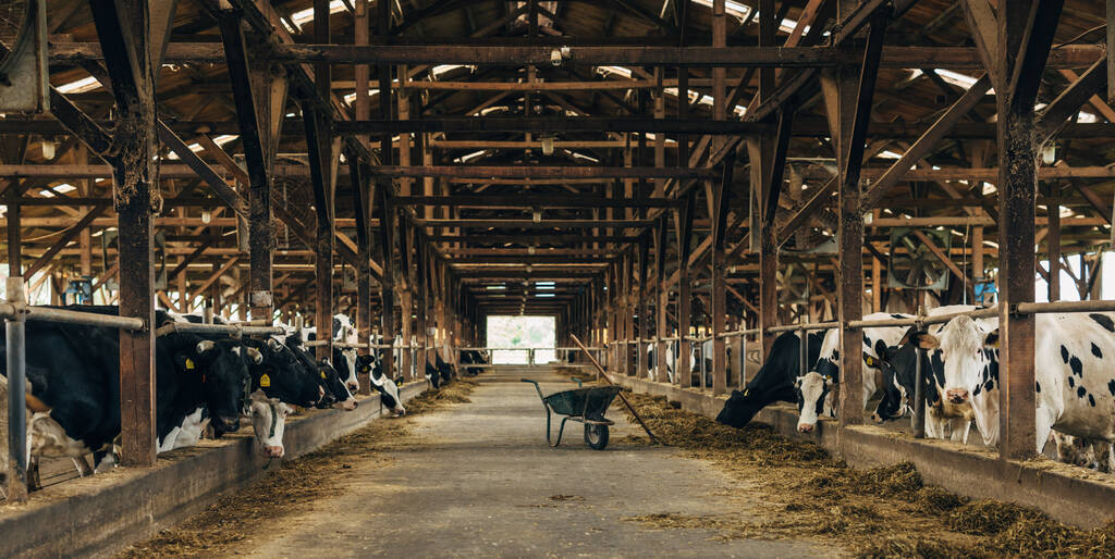 Mnoho krav stojí ve stodole. - Fotografie, Obrázek