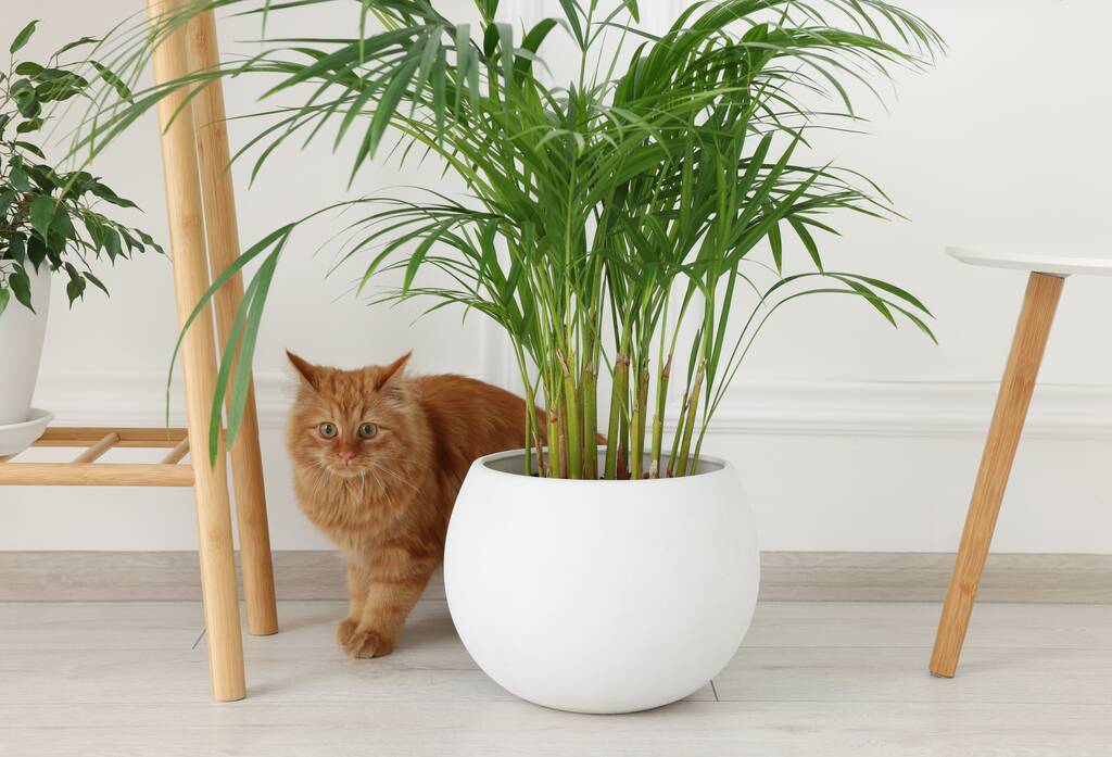 Adorable gato cerca de verde houseplant en suelo en casa - Foto, imagen