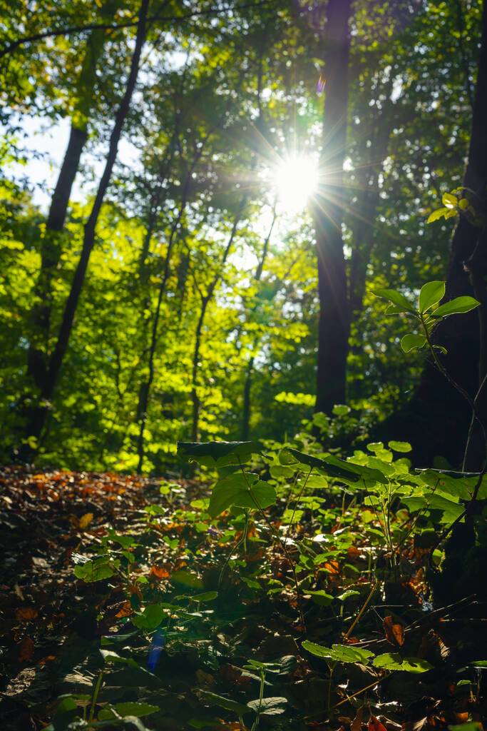 Рослини в лісі і пряме сонячне світло. Фотографія нейтральної концепції вуглецю. Фото вертикального фону біорізноманіття
. - Фото, зображення