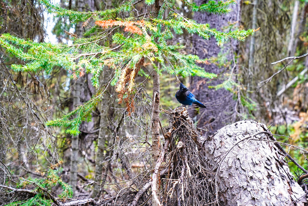 カナダのバンフの近くのレイクルイーズの森の中のSteller's Blue Jay｜Rockies - 写真・画像