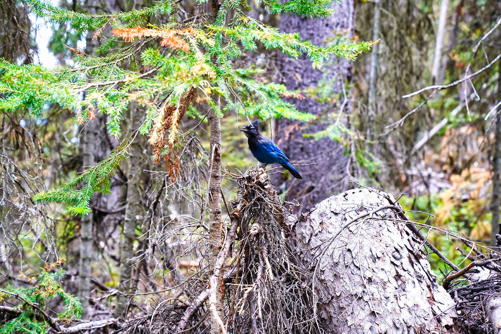 カナダのバンフの近くのレイクルイーズの森の中のSteller's Blue Jay｜Rockies - 写真・画像