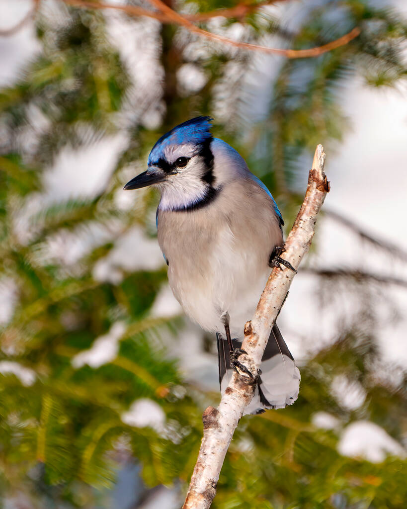 Vista frontal del perfil de primer plano de Blue Jay encaramado en una rama de abedul con un fondo de bosque borroso en su entorno y hábitat circundante. - Foto, Imagen