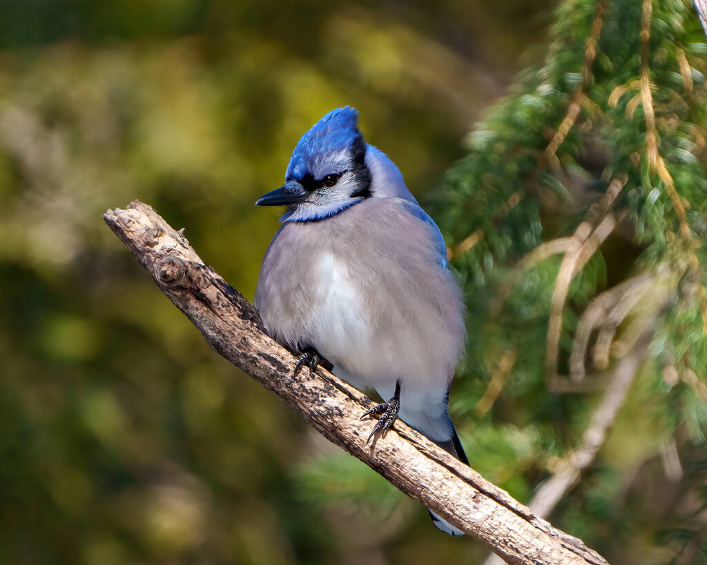 Kék Jay közelkép ült egy tűlevelű faágon, az erdő homályos hátterével a környezetében és a környezetében. Jay kép. - Fotó, kép
