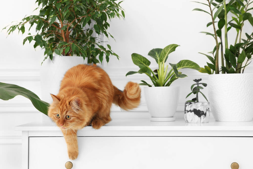 Suloinen kissa lähellä vihreää huonekasveja lipasto kotona - Valokuva, kuva
