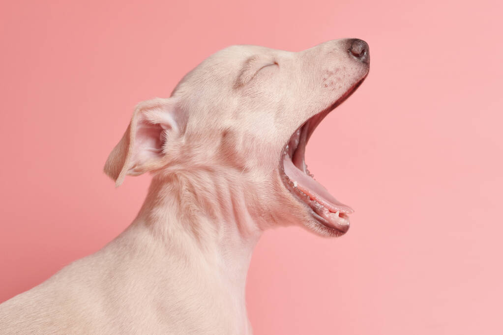Portret van schattige Italiaanse Greyhound puppy geeuwen geïsoleerd op roze studio achtergrond. Kleine slaperige beagle hond witte beige colo - Foto, afbeelding