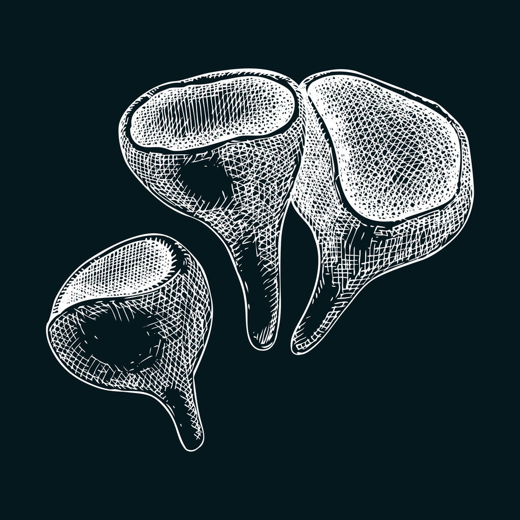 スカーレットセルフカップキノコのスケッチ。ヴィンテージスタイルの変な真菌イラスト。手描きの森林植物。スカーレットキャップ-黒板にエキゾチックなキノコの絵 - ベクター画像