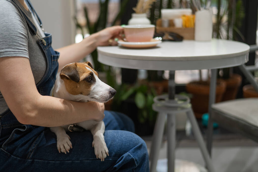 Ο Τζακ Ράσελ κάθεται στην αγκαλιά της οικοδέσποινας σε ένα καφέ. Γυναίκα πίνοντας καφέ σε ένα σκυλί φιλικό καφέ - Φωτογραφία, εικόνα