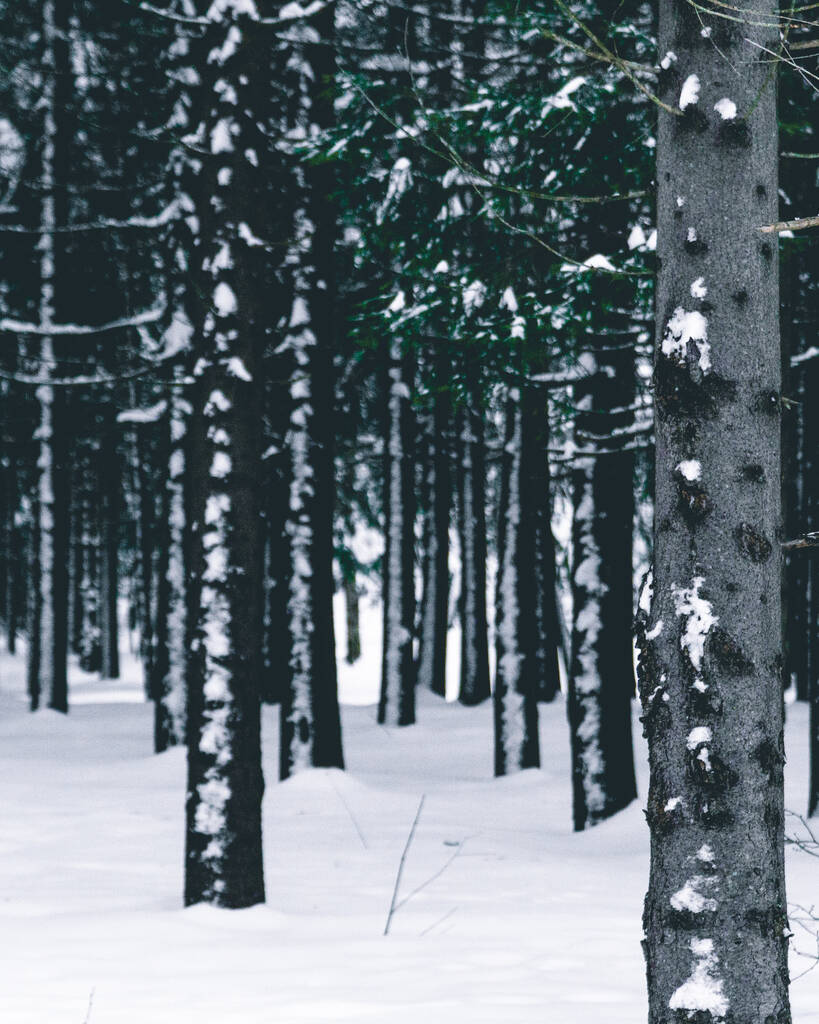 冬の中心には、魅力的な雪の森があります。繊細なフレークが高くそびえる木々を覆い、風景を魅惑的な冬の不思議の国に変えます。平和的な静けさは、自然界の存在の中で熟考を招く - 写真・画像