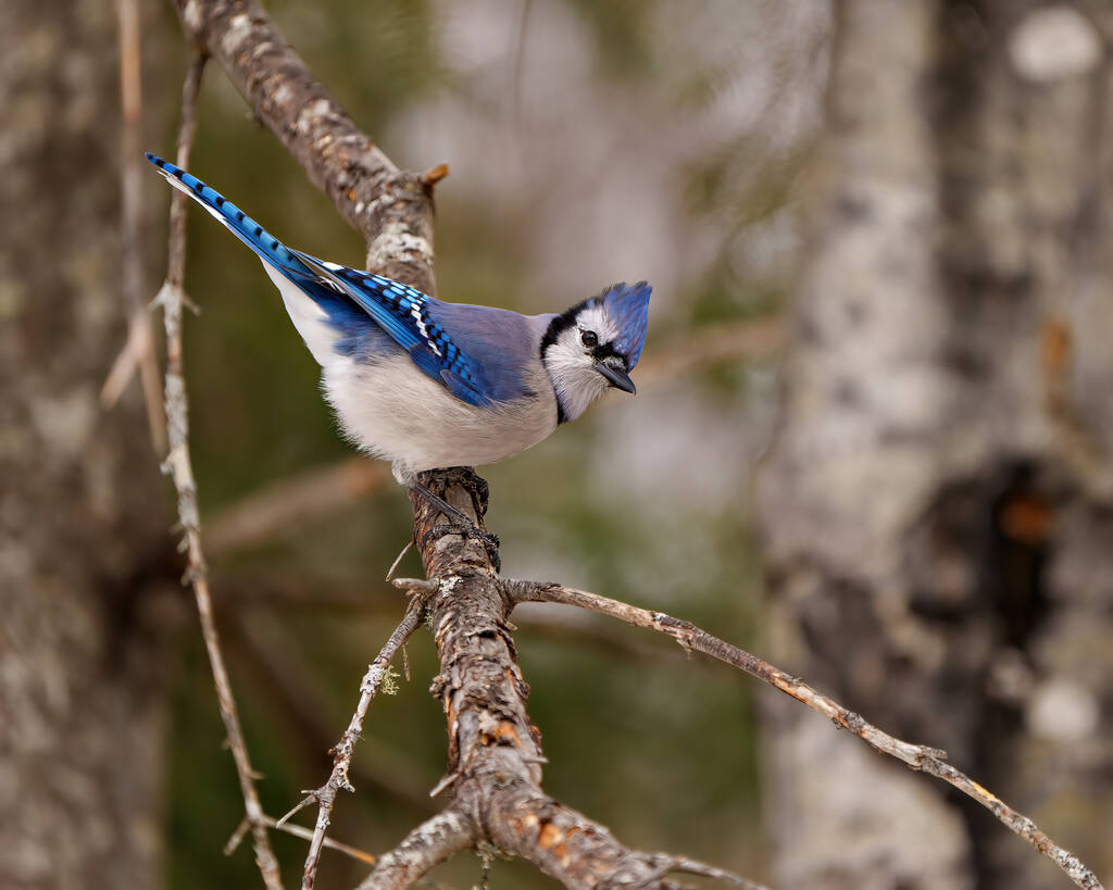 Vista lateral de primer plano de Blue Jay encaramada en una rama de árbol con un fondo borroso del bosque en su entorno y hábitat que rodea mostrando plumaje de plumaje azul. Imagen de Jay. - Foto, imagen