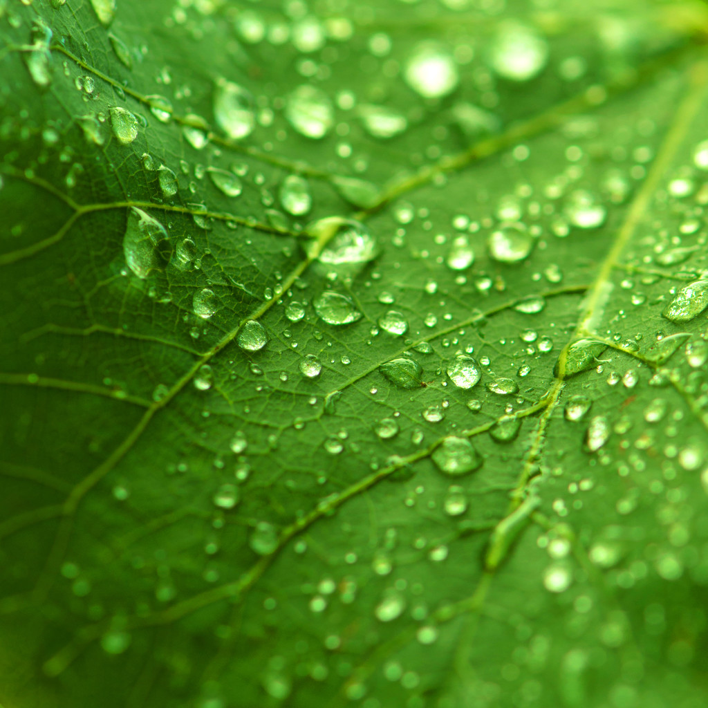 Frescura verde de uma folha orvalhada
 - Foto, Imagem