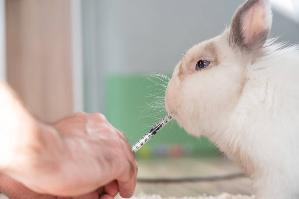 Een man geeft een konijnenmedicijn uit een spuit. Bunny drinkt uit een spuit - Foto, afbeelding