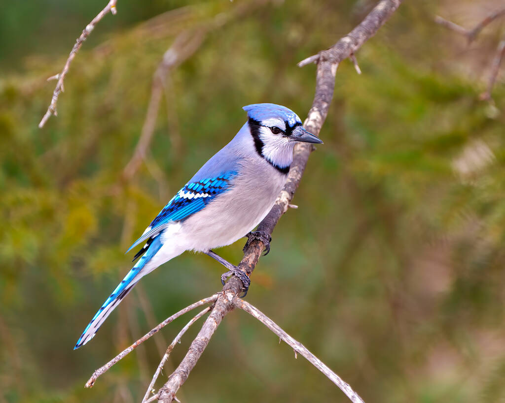 Blue Jay vista laterale in primo piano appollaiato su un ramo d'albero con uno sfondo sfocato foresta nel suo ambiente e habitat circostante che mostra piumaggio piuma blu. Jay Immagine. - Foto, immagini