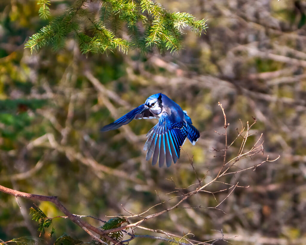 Blue Jay vliegt met uitgespreide vleugels en heeft blauwe veren met een wazige bosachtergrond in de omgeving en omgeving. Jay Portret. - Foto, afbeelding