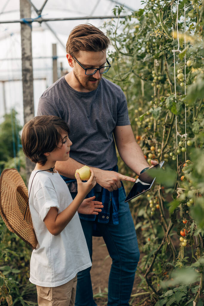 Rodzinny biznes rolniczy. Ojciec i syn monitorujący wzrost pomidorów wiśniowych. - Zdjęcie, obraz