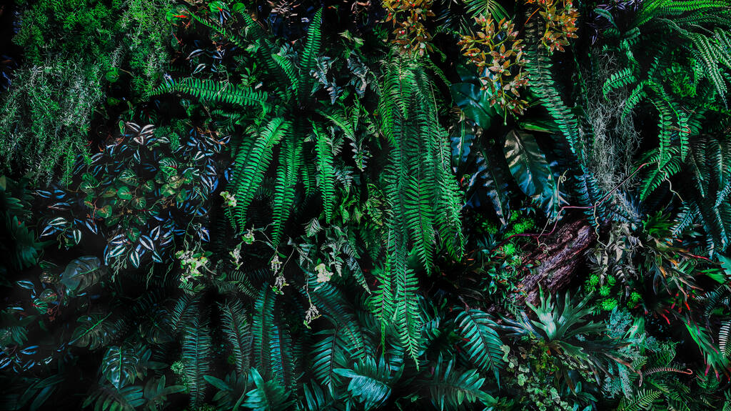 Herb τοίχο, τοίχο φυτό, φυσικό πράσινο ταπετσαρία και φόντο. τοίχος της φύσης. Φύση φόντο του πράσινου δάσους - Φωτογραφία, εικόνα
