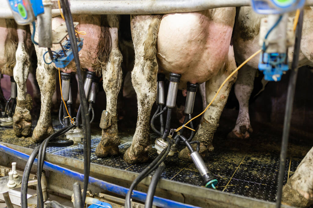 Nahaufnahme einer Maschine, die die Kuh in einem Massenbetrieb melkt. - Foto, Bild