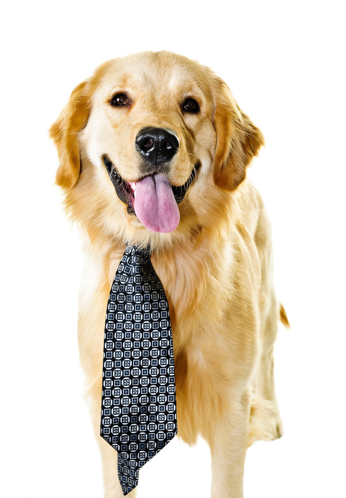 Golden retriever σκύλου φορώντας γραβάτα - Φωτογραφία, εικόνα