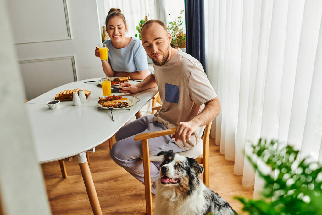Lachend koppel ontbijten en sinaasappelsap bij border collie dog thuis in de ochtend - Foto, afbeelding