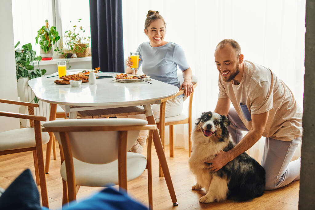 Hymyilevä mies kotivaatteet silitys raja collie lähellä tyttöystävä ja maukas aamiainen kotona - Valokuva, kuva