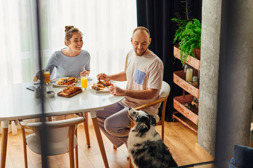 自宅でコリー犬の近くでオレンジジュースと朝食を持っているホームウェアの肯定的なカップル - 写真・画像