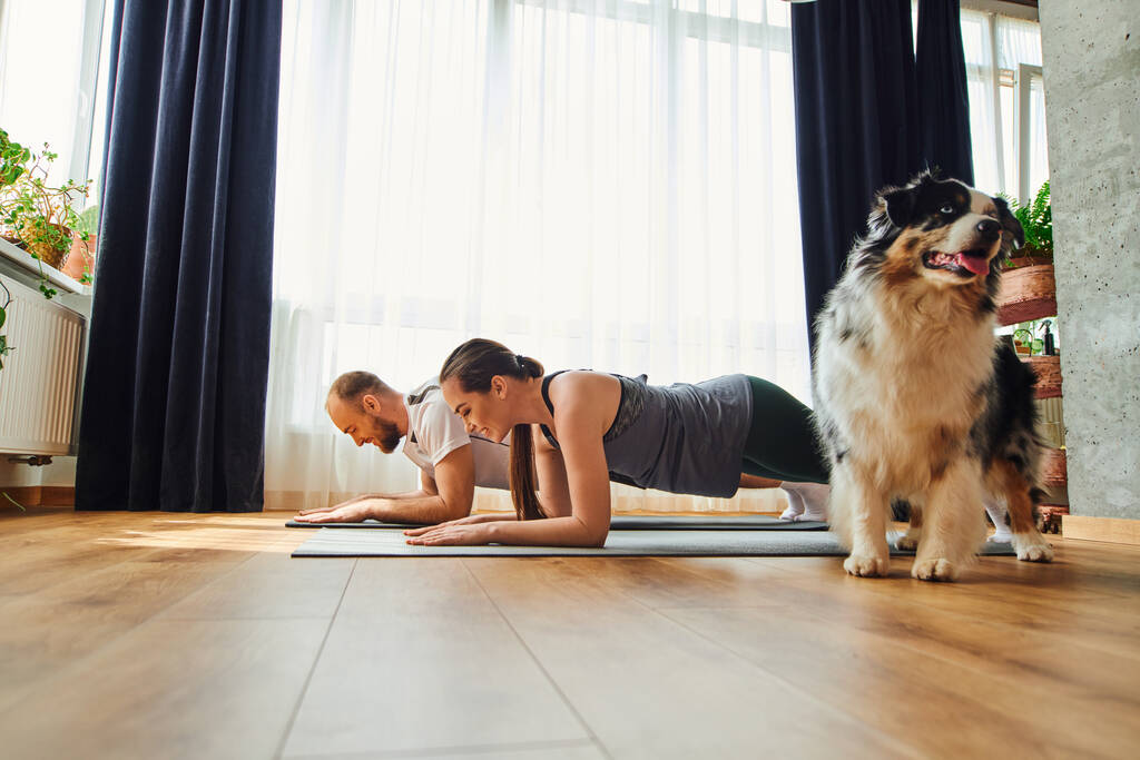 Smiling  couple in sportswear standing in plank on fitness mats near border collie at home - Photo, Image