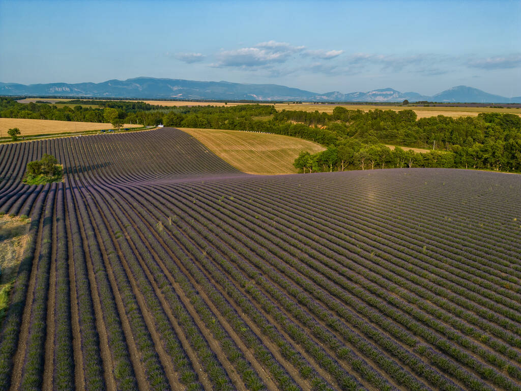 Plateau de Valensole lavendelveld en huis bij zonsondergang in Haute Alpes Provence Cote dAzur, Hoogwaardig 4k beeldmateriaal - Foto, afbeelding