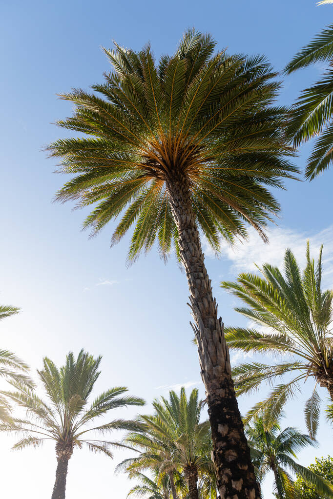 tętniące życiem słońce wśród grupy palm w słoneczny dzień w Miami Beach. - Zdjęcie, obraz