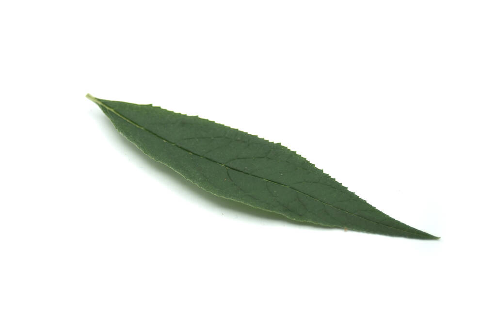 Κλείσιμο του φύλλου Buddleia σε λευκό φόντο - Φωτογραφία, εικόνα
