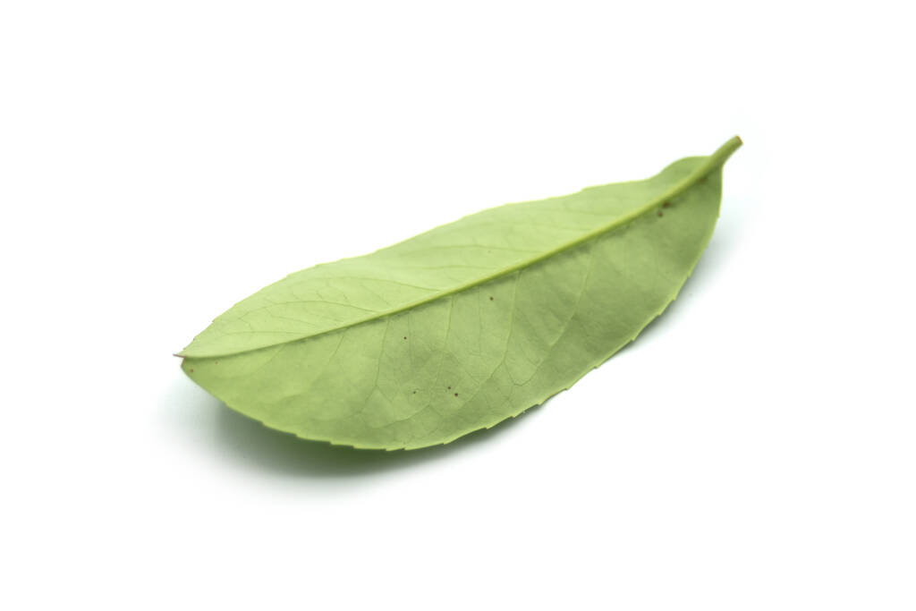 Zbliżenie liścia śliwki laurocerasus na białym tle - Zdjęcie, obraz