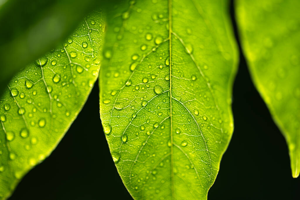 Крупный план капель воды на зеленых листьях в летнем тропическом лесу. Цветочные текстуры. Макрофотография. История концепции природы - Фото, изображение