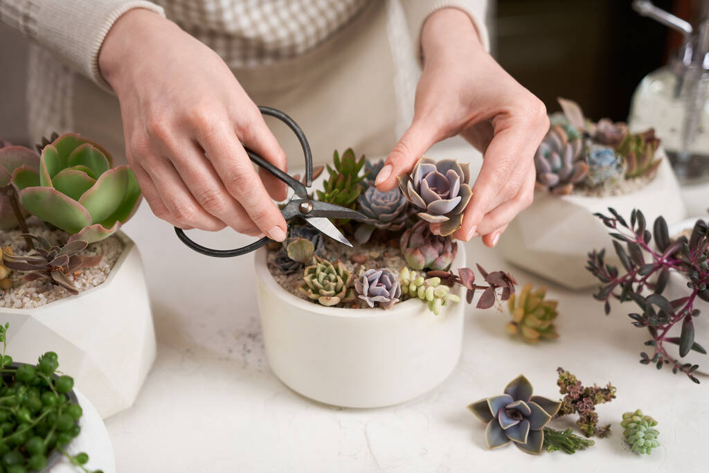 Woman cutting Echeveria Succulent house plant in a pot with mini secateurs. - Photo, Image