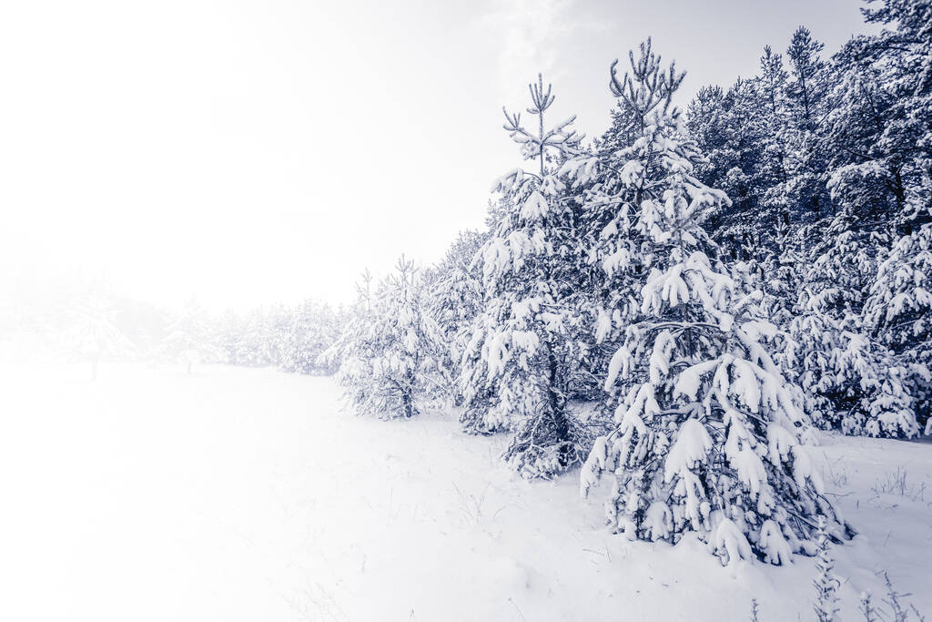Fichte neblig Wald bedeckt von Schnee in Winterlandschaft - Foto, Bild