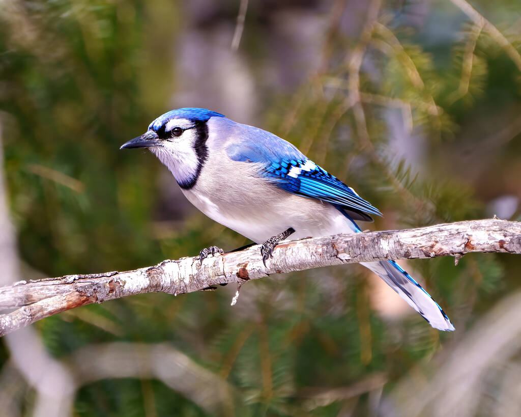 Blue Jay vista close-up empoleirado em um ramo com um fundo suave borrão no ambiente da floresta e habitat circundante exibindo asas de plumagem de penas azuis. Jay Picture. Retrato. - Foto, Imagem