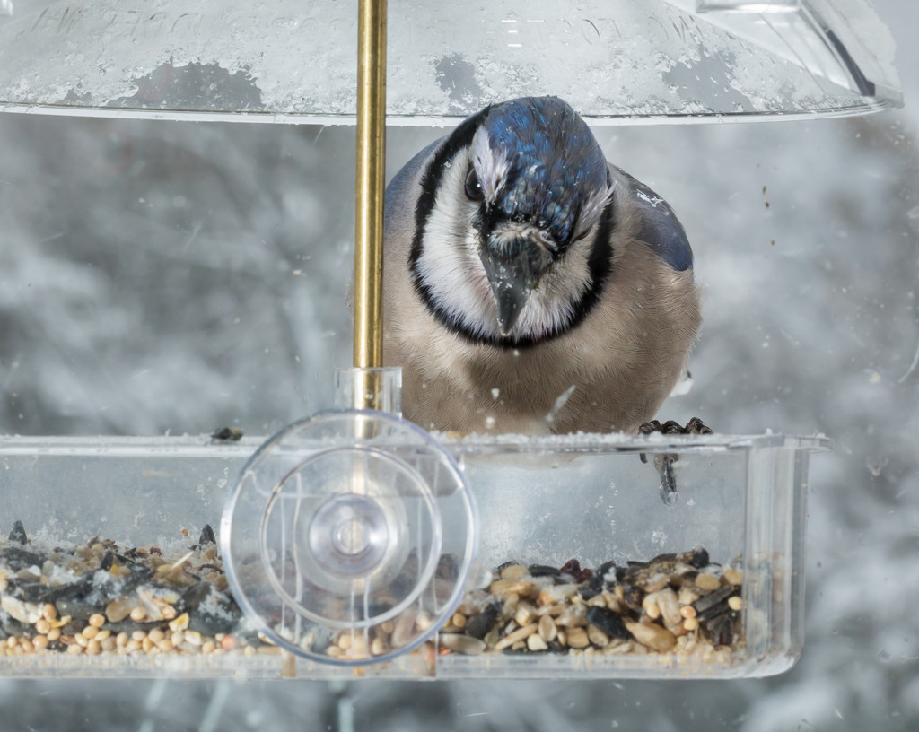 Blue Jay in window bird feeder  - Photo, Image