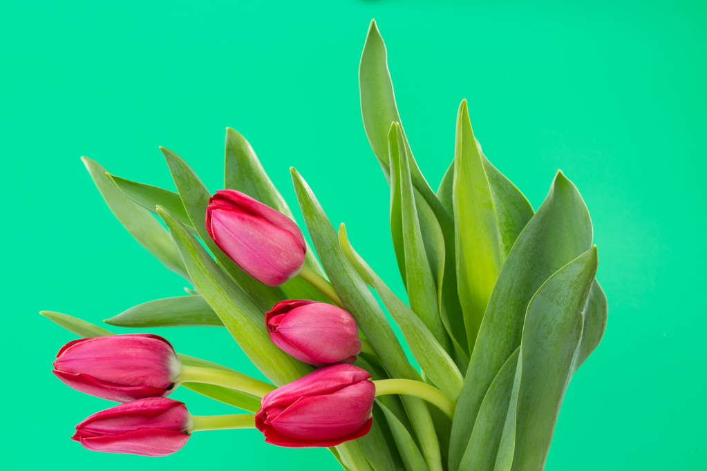 Crimson tulip flower on green background - Photo, Image