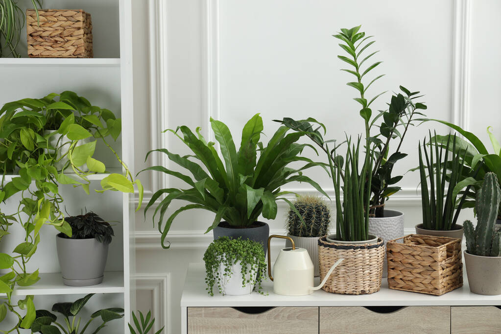 Plantas de interior verdes en maceta en la mesa y estantes en el interior - Foto, Imagen