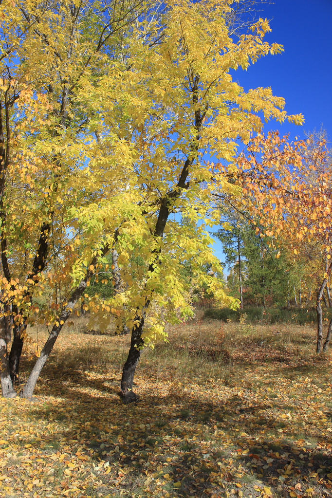 秋。金のカエデ - 写真・画像