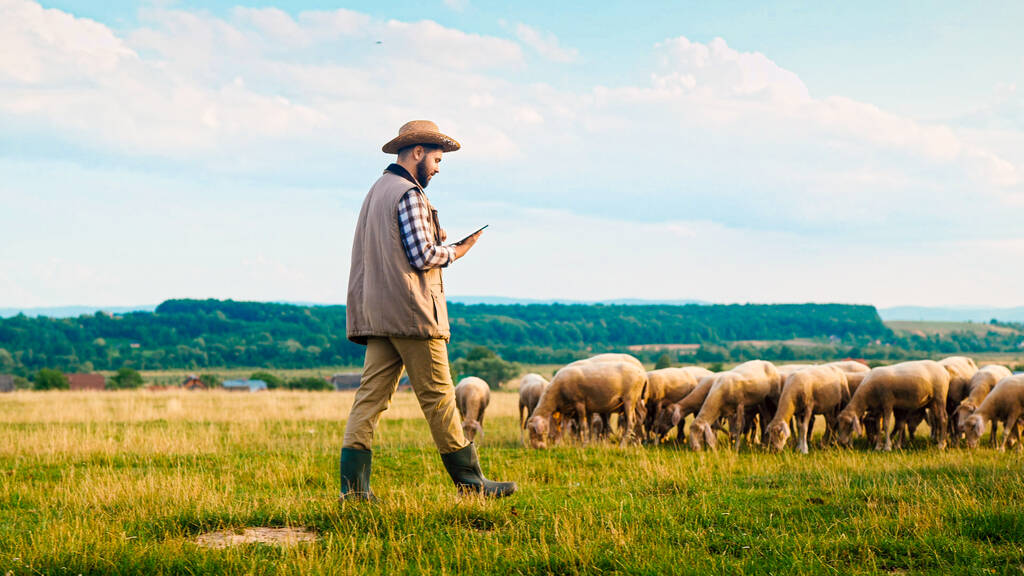 Kaukasische männliche Bauer mit Hut zu Fuß und mit Tablet-Gerät, während Schafherden weiden. Eine Herde Lämmer weidet auf dem Feld. Schäferhund spaziert über Grünland und nutzt Computer auf Bauernhof. - Foto, Bild